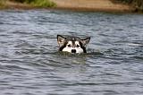 ALASKAN MALAMUTE 667